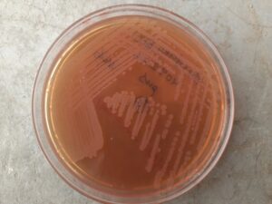 Salmonella growth on MacConkey medium